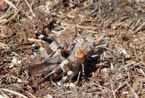 Oedipoda caerulescens caerulescens